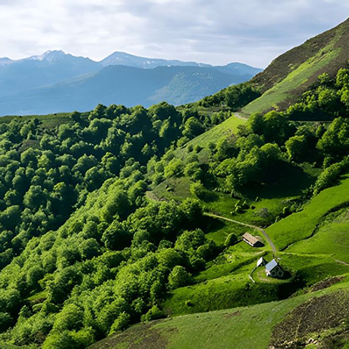 Discover the Iraty forest, the natural jewel of the Basque Country