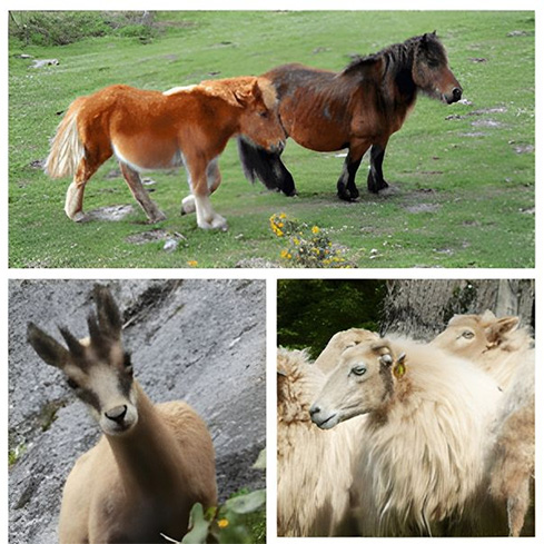 Discover the wildlife of the Basque Country: what animals can you see in the mountains?