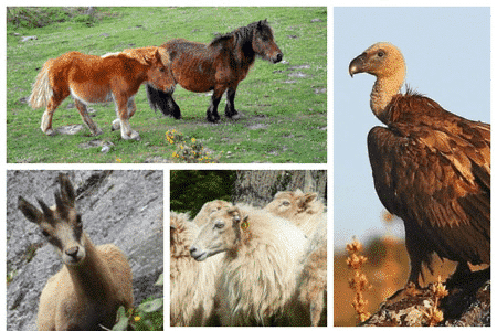 what animals can be seen in the mountains