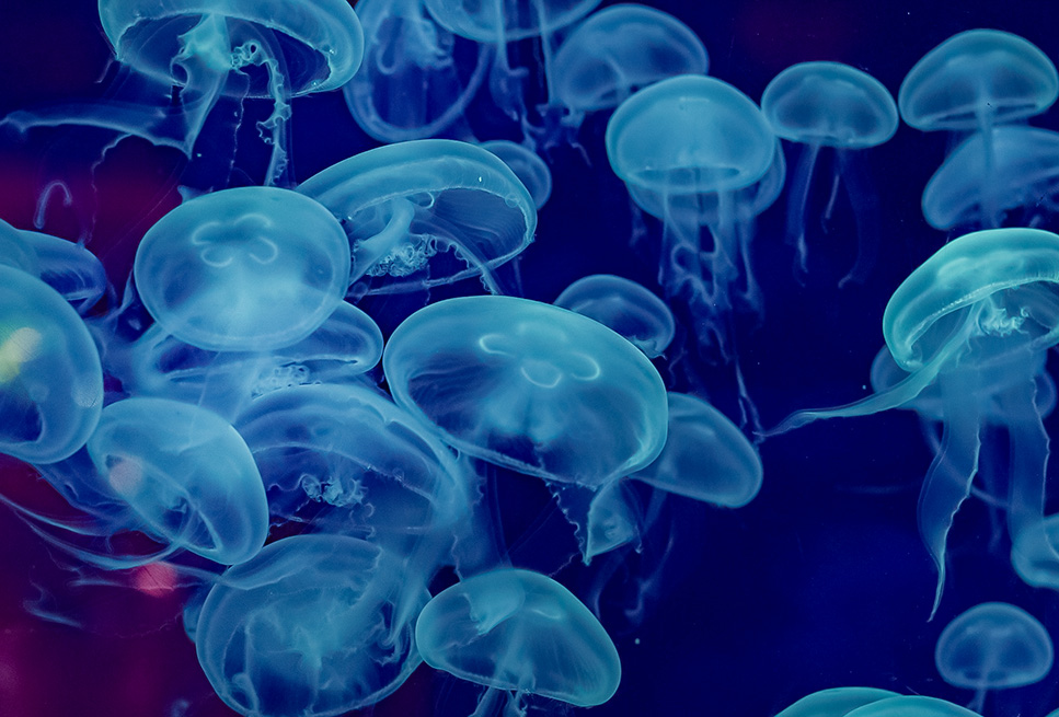 ontdek het aquarium van biarritz tijdens uw verblijf op de camping